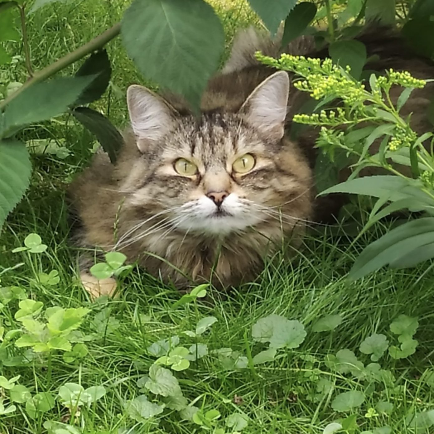 Chilli - Sieglinde Loibichler