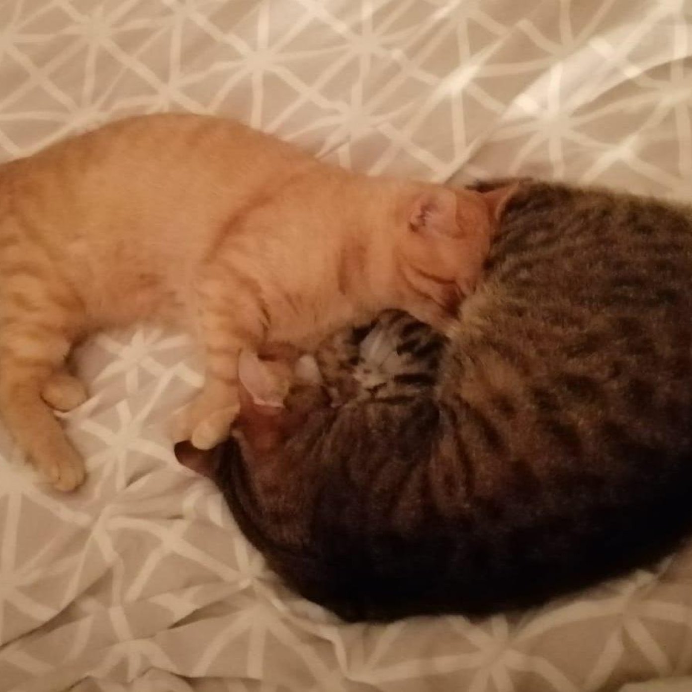 Kundenmeinung regina h noe