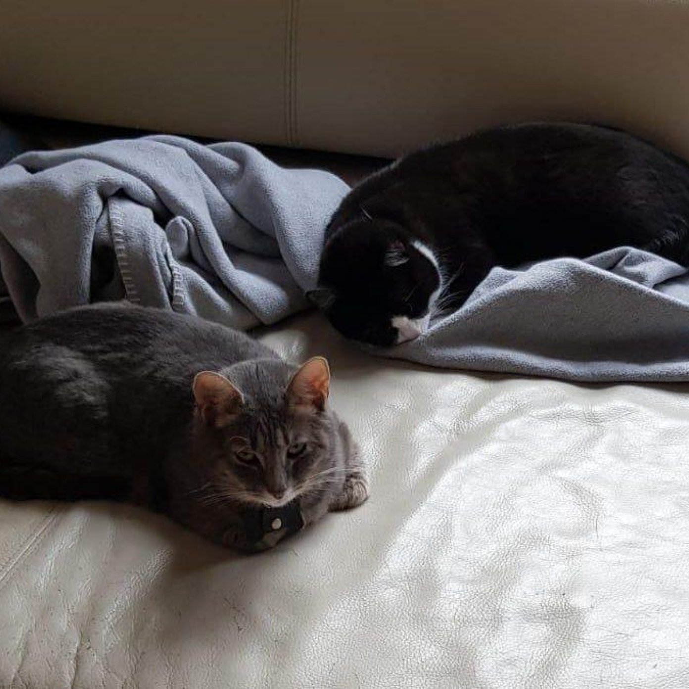 Kundenmeinung petra h noe mail