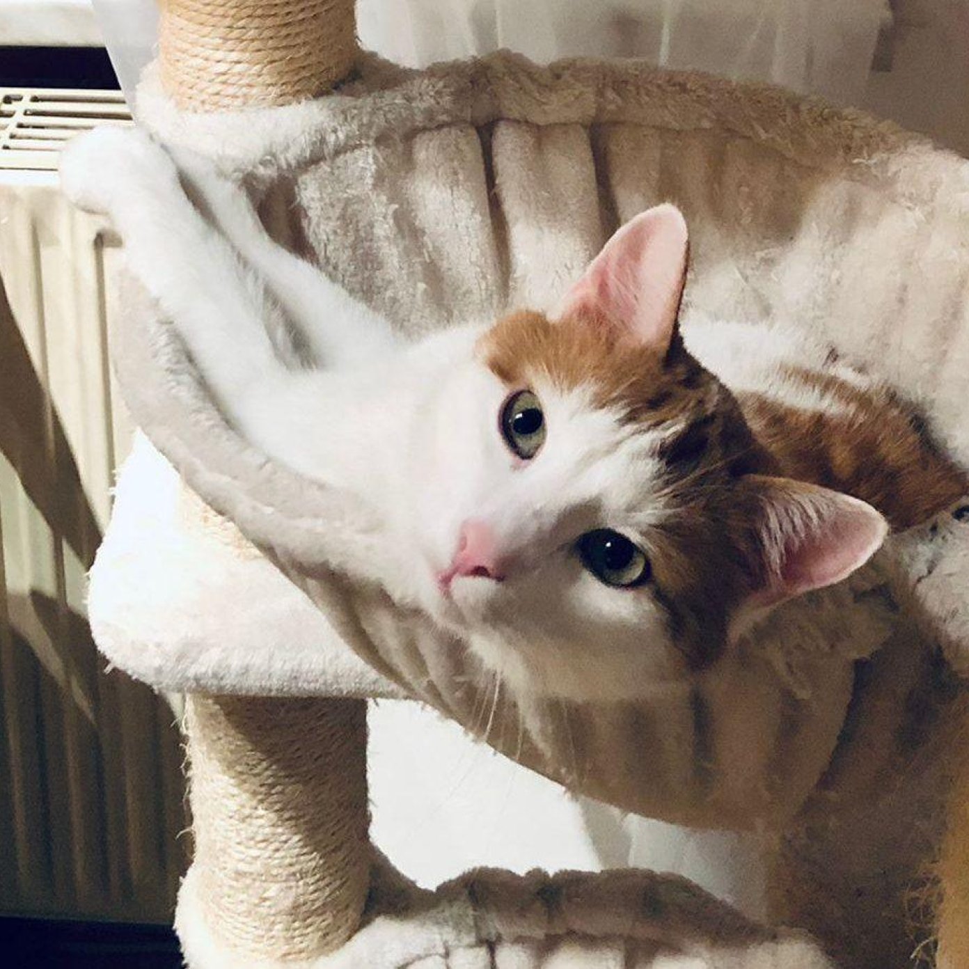 Kundenmeinung nina c facebook noe