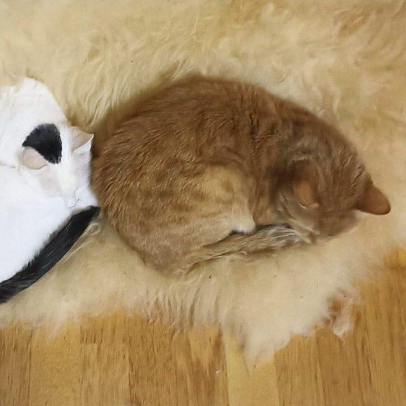 202401 kundenmeinung doris f wien google