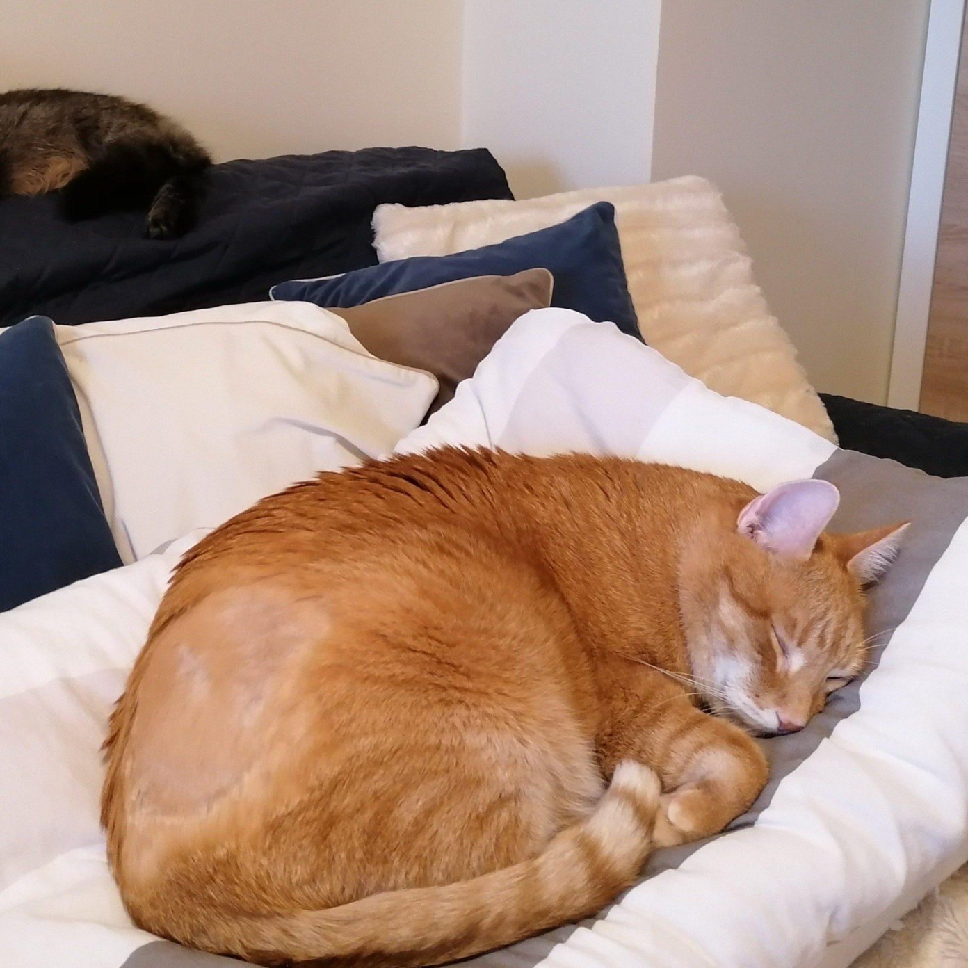 Kundenmeinung 20211027 martina u facebook noe