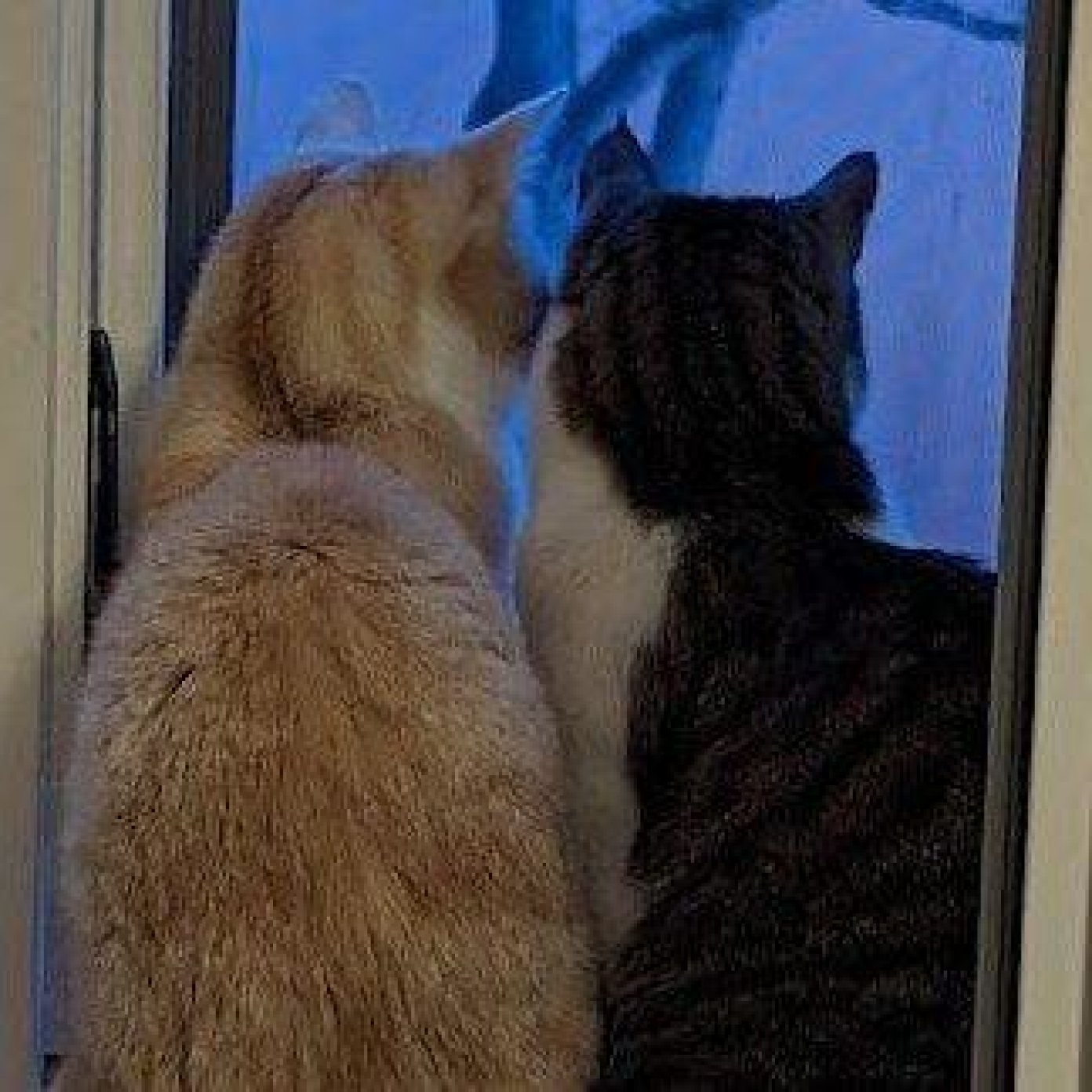 202301 kundenmeinung nina f google wien