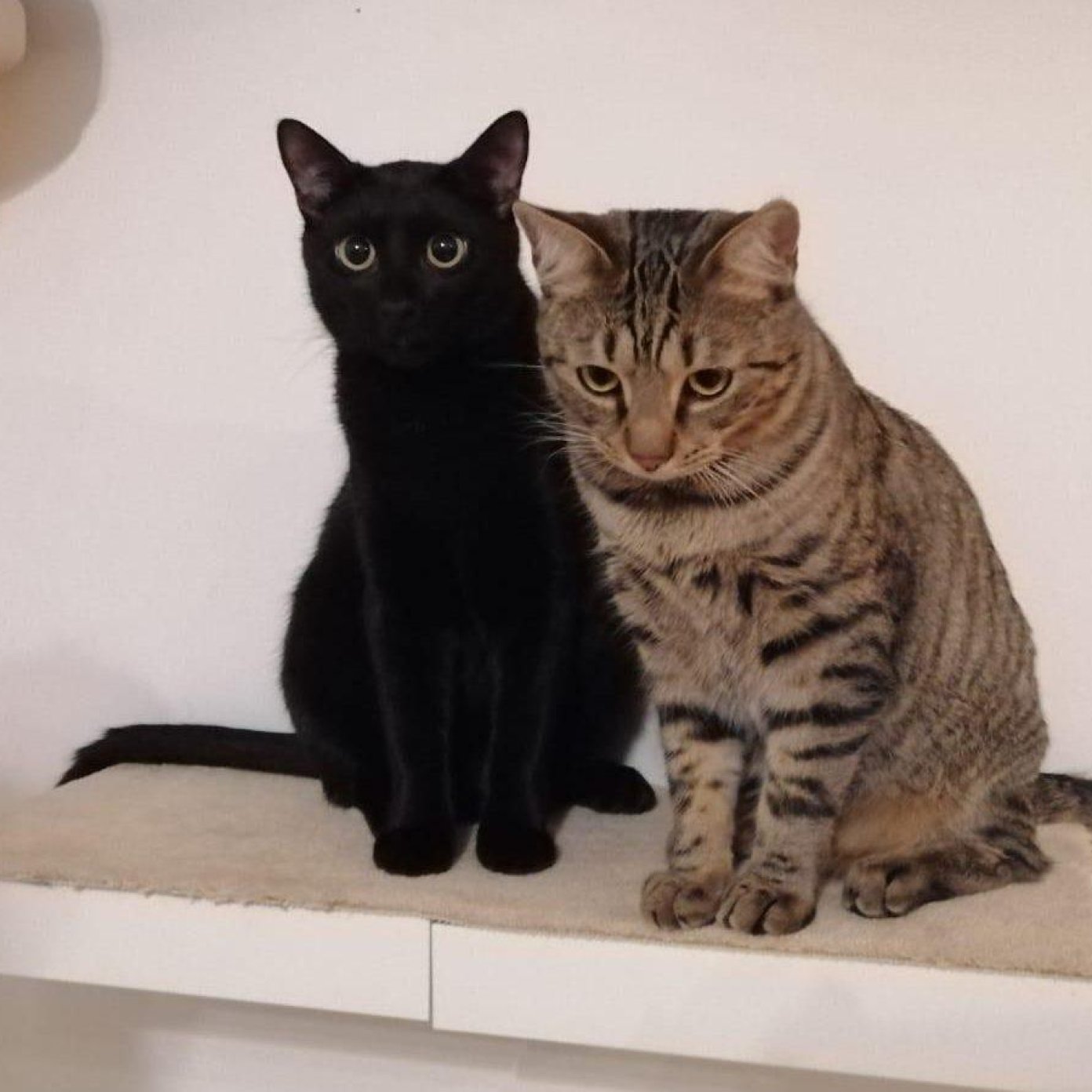 Kundenmeinung benjamin a mai noe