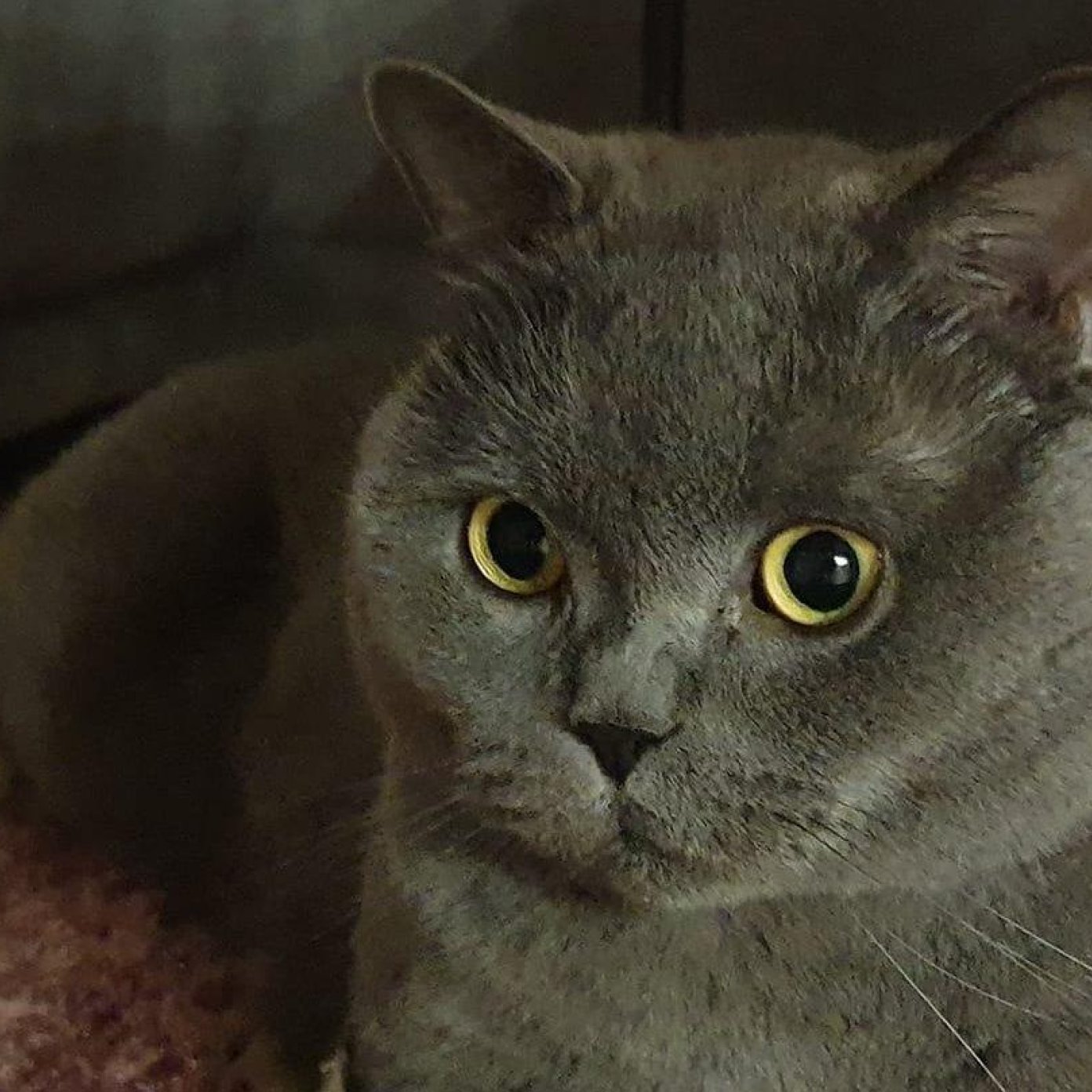 Kundenmeinung jacqueline p