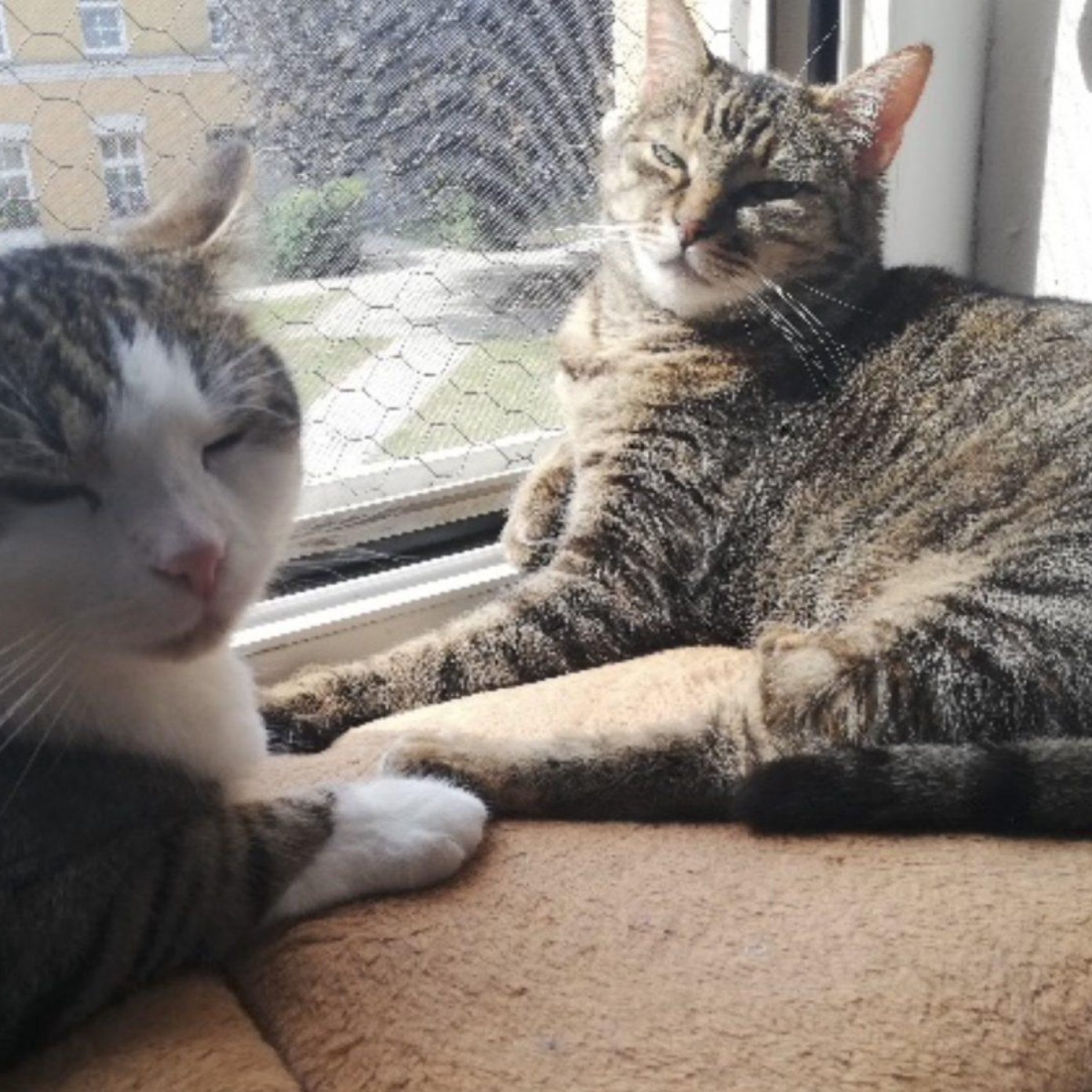 Kundenmeinung sladana s mail noe