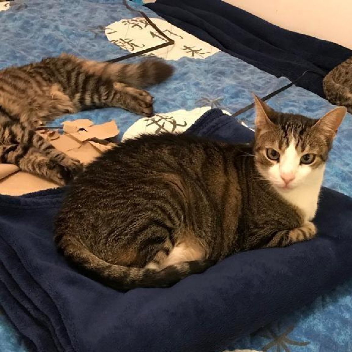 Kundenmeinung stefanie w